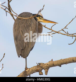 Vögel, Great Blue Heron thront auf einem Ast im Winter. Idaho, USA Stockfoto