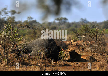 Ein Löwe (Panthera leo) Stolz tötete einen Elefanten spät in der Nacht. Tagsüber bewachte eine Löwin den Mord im Krüger National Park, Südafrika Stockfoto