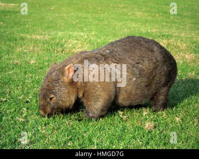 Nahaufnahme von Wombat Essen grass Stockfoto