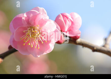 Japanische Rosa Pflaume hautnah Stockfoto