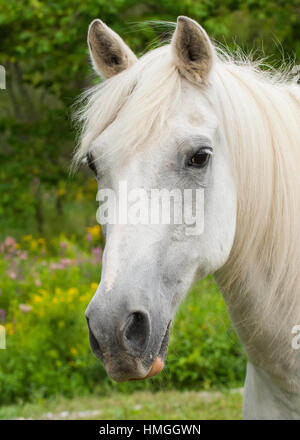 Schön schön weiß Grau arabische arabische Pferd außerhalb Headshot mit Gras Bäume Hintergrund fließende forelock und Mähne Stockfoto