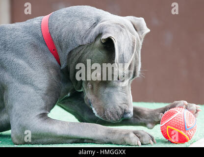 Atemberaubend schön schön silbergrau Grube Stier Terrier Hund Nahaufnahme Portrait mit rotem Kragen mit roten Ball Spielzeug Stockfoto