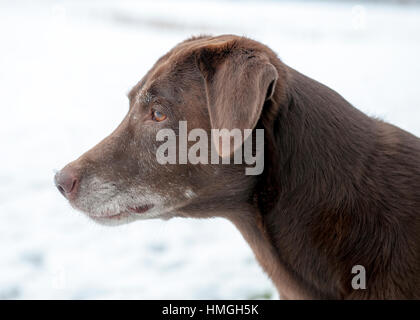 Gefühlvolle senior Labrador mit grauen Schnauze Hund Profilbildnis mit langem Hals und weißer Hintergrund Stockfoto