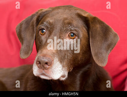 Schöne senior Labrador mit grauen Schnauze Nahaufnahme Hochformat Kopfschuss auf roten Hintergrund mit Ohren gespannt Stockfoto