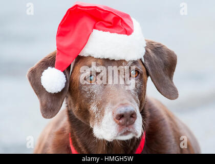 Schöne Labrador senior Hund schließen sich Kopfschuss Weihnachtsmütze mit Ohren gespannt und Roter Kragen tragen Stockfoto