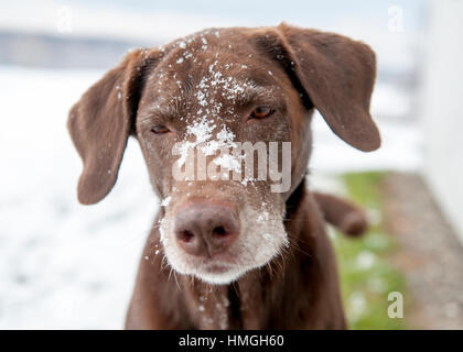 Adorable Labrador Hund hautnah mit verschneiten Gesicht und graue Schnauze und Ohren mit Kopfneigung. Stockfoto