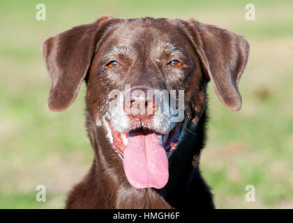 Schöne glückliche Labrador Hund in der Nähe auf der Suche um Kamera Kopfschuss Porträt mit offenem Mund und Zunge heraus Stockfoto