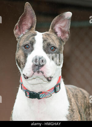 Wunderbarer Pindel und weißer süßer Pitbull Mix Hund Nahaufnahme Headshot Blick auf Kamera traurige Augen verspielte große aufrechte Ohren Stockfoto