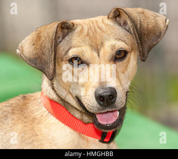 Schmückender brauner mittelgroßer Hund Nahaufnahme mit Blick auf die Kamera mit offenen Floppy-Ohren Mund lächelnd braune freundliche Augen mit rotem Kragen und Witwenspitze Stockfoto