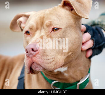 Braune, süße Pitbull Nahaufnahme mit Kopfschuss zart weicher Ausdruck mit Handballen, grünem Kragen und rosafarbener Nase Stockfoto