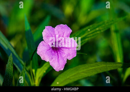 Zarte dekorativen Blüten der mexikanischen Petunia (Ruellia Brittoniana) Aufhellung im Sommer und Herbst Gartenlandschaft mit tief indigo violetten Reflexen Stockfoto