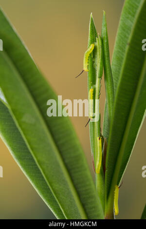 Oleanderschwärmer, Oleander-Schwärmer, Raupe, Jungraupe, Eiraupe Frisst ein Oleander, Oleander, Oleander Hawk-Moth, Deilephila Nerii, Daphnis Nerii haw Stockfoto