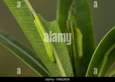 Oleanderschwärmer, Oleander-Schwärmer, Raupe, Jungraupe Frisst ein Oleander, Daphnis Nerii, Deilephila Nerii, Oleander Hawk-Moth, Oleander Hawkmoth ar Stockfoto