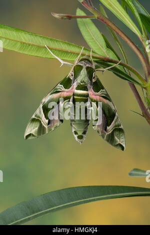 Oleanderschwärmer, Oleander-Schwärmer, Daphnis Nerii, Deilephila Nerii, Oleander Hawk-Moth, Oleander Hawkmoth, Armee grüne Motte, Le Sphinx du Laurier-r Stockfoto