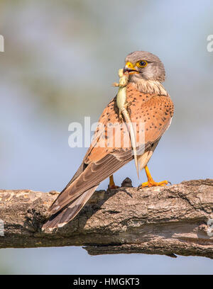 Weiblichen Turmfalken (Falco Tinnunculus) hocken auf einem Ast Stockfoto
