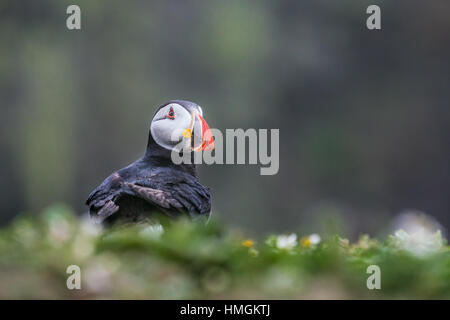 Papageitaucher (Fratercula Arctica) sitzen am Rande einer Klippe umgeben von Wiesenblumen Stockfoto