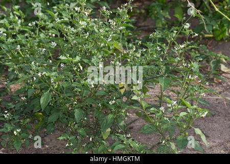 Schwarzer Nachtschatten, Blüten Und Früchte, Solanum Nigrum, schwarzer Nachtschatten, gemeinsame Nachtschatten Stockfoto