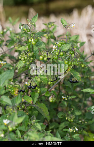 Schwarzer Nachtschatten, Blüten Und Früchte, Solanum Nigrum, schwarzer Nachtschatten, gemeinsame Nachtschatten Stockfoto