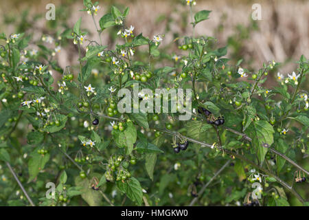 Schwarzer Nachtschatten, Blüten Und Früchte, Solanum Nigrum, schwarzer Nachtschatten, gemeinsame Nachtschatten Stockfoto