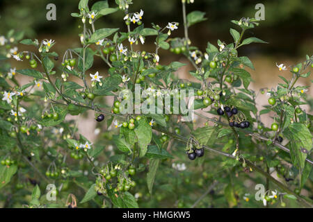 Schwarzer Nachtschatten, Blüten Und Früchte, Solanum Nigrum, schwarzer Nachtschatten, gemeinsame Nachtschatten Stockfoto