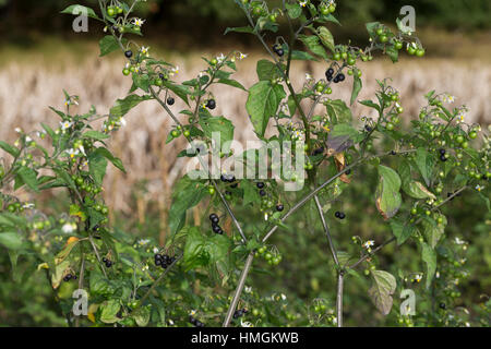 Schwarzer Nachtschatten, Blüten Und Früchte, Solanum Nigrum, schwarzer Nachtschatten, gemeinsame Nachtschatten Stockfoto