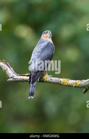 Eurasische Sperber (Accipiter Nisus) hocken auf einem Ast im Wald Stockfoto