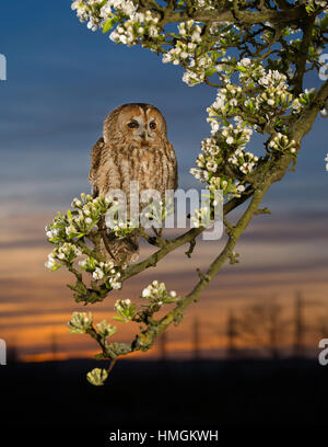 Junge männliche Waldkauz (Strix Aluco) hocken in einem blühenden Apfelbaum in der Abenddämmerung Stockfoto