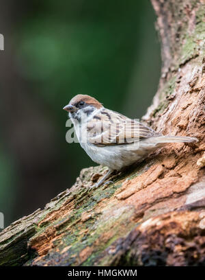 Erwachsene männliche eurasischen Baum Spatz (Passer Montanus) hocken auf Baumstumpf Stockfoto