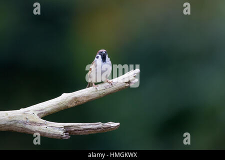 Erwachsene männliche eurasischen Baum Spatz (Passer Montanus) hocken auf einem Ast Stockfoto