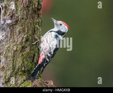 Mitte-spotted Woodpecker (Dendrocopos Medius) klettern einen Baumstamm auf der Suche nach Insekten Stockfoto