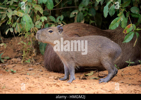 Wasserschwein (Hydrochoerus Hydrochaeris), Erwachsene mit jungen am Ufer, Pantanal, Mato Grosso, Brasilien, Südamerika Stockfoto