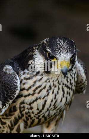 Porträt einer isolierten ernsthafte Suche Hawk auf dunklen natürlichen unscharfen Hintergrund Stockfoto