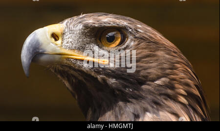 Stolz hawk Porträt, Farbe im Freien Nahaufnahme der Kopf eines Vogels auf braunem Hintergrund Stockfoto