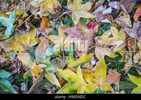 Gefallenen Ahornblätter auf dem Boden in einem Regenbogen von Farben. Es gibt Frost an ihren Rändern. Sie ein lockiges und knusprig. Natur Hintergrundbild. Stockfoto