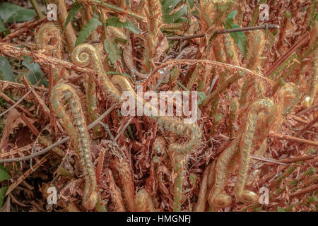 Junge, golden-hued fiddlehead Wedel entstehen aus einem Schwert Farn im Frühling. Stockfoto