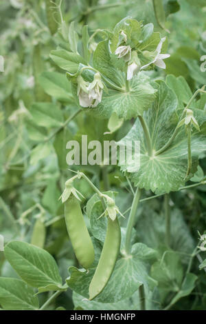 Essbare-podded Erbsen, in einem Garten im Hinterhof wachsende, füllen Sie den Rahmen. Stockfoto