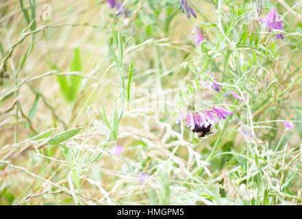 Holzbiene Bestäubung eine lila Blüte in einem Feld Stockfoto