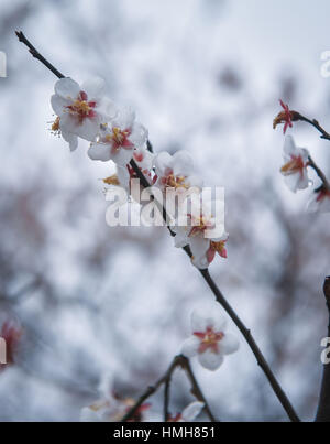 Hangzhou, China Zhejiang Provinz. 4. Februar 2017. Pflaumenblüten sind in der Chaoshan malerischen Ort von Hangzhou, Hauptstadt der ostchinesischen Provinz Zhejiang, 4. Februar 2017 gesehen. Bildnachweis: Xu Yu/Xinhua/Alamy Live-Nachrichten Stockfoto