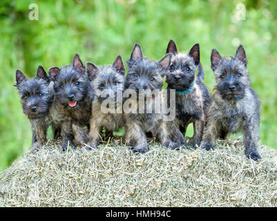 6 entzückende AKC reinrassigen Cairn Terrier Welpen gestellt aufgereiht sitzen auf Heu Kaution außerhalb jeder schaut in die Kamera Stockfoto