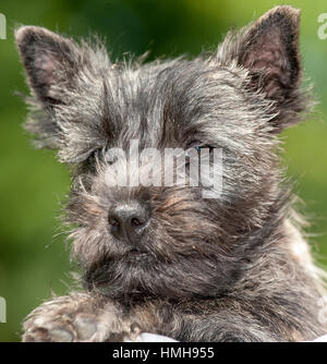 Atemberaubend schöne reinrassige AKC Westminster Blutlinie Cairn Terrier hunde Welpen aus nächster Nähe scharf stellen Portrait headshot sonnigen Sommertag im Freien Stockfoto
