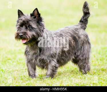 Atemberaubend schöne reinrassige AKC Westminster Blutlinie Cairn Terrier hunde Welpen aus nächster Nähe scharf stellen Portrait headshot sonnigen Sommertag im Freien Stockfoto