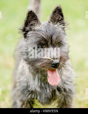 Atemberaubend schöne reinrassige AKC Westminster Blutlinie Cairn Terrier hunde Welpen aus nächster Nähe scharf stellen Portrait headshot sonnigen Sommertag im Freien Stockfoto