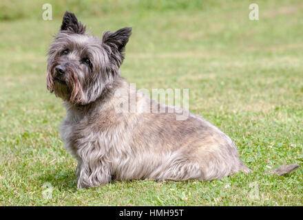 Atemberaubend schöne reinrassige AKC Westminster Blutlinie Cairn Terrier hunde Welpen aus nächster Nähe scharf stellen Portrait headshot sonnigen Sommertag im Freien Stockfoto