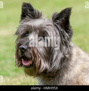 Atemberaubend schöne reinrassige AKC Westminster Blutlinie Cairn Terrier hunde Welpen aus nächster Nähe scharf stellen Portrait headshot sonnigen Sommertag im Freien Stockfoto
