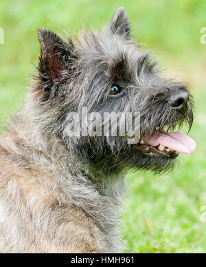 Atemberaubend schöne reinrassige AKC Westminster Blutlinie Cairn Terrier hunde Welpen aus nächster Nähe scharf stellen Portrait headshot sonnigen Sommertag im Freien Stockfoto
