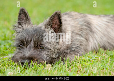 Atemberaubend schöne reinrassige AKC Westminster Blutlinie Cairn Terrier hunde Welpen aus nächster Nähe scharf stellen Portrait headshot sonnigen Sommertag im Freien Stockfoto