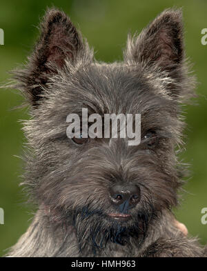 Atemberaubend schöne reinrassige AKC Westminster Blutlinie Cairn Terrier hunde Welpen aus nächster Nähe scharf stellen Portrait headshot sonnigen Sommertag im Freien Stockfoto