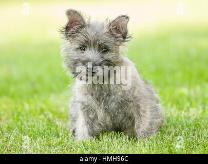 Atemberaubend schöne reinrassige AKC Westminster Blutlinie Cairn Terrier hunde Welpen aus nächster Nähe scharf stellen Portrait headshot sonnigen Sommertag im Freien Stockfoto