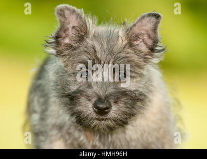 Atemberaubend schöne reinrassige AKC Westminster Blutlinie Cairn Terrier hunde Welpen aus nächster Nähe scharf stellen Portrait headshot sonnigen Sommertag im Freien Stockfoto