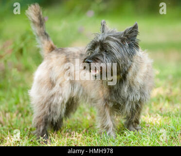 Atemberaubend schöne reinrassige AKC Westminster Blutlinie Cairn Terrier hunde Welpen aus nächster Nähe scharf stellen Portrait headshot sonnigen Sommertag im Freien Stockfoto